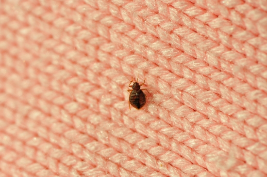 Example in real sizing of a bed bug